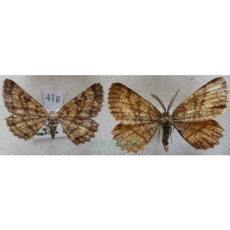 Ematurga atomaria (Linnaeus, 1758) pair Poproch pylinkowiak Czech41g